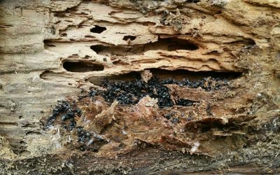 Termite and Carpenter Ant Damage Prevention
